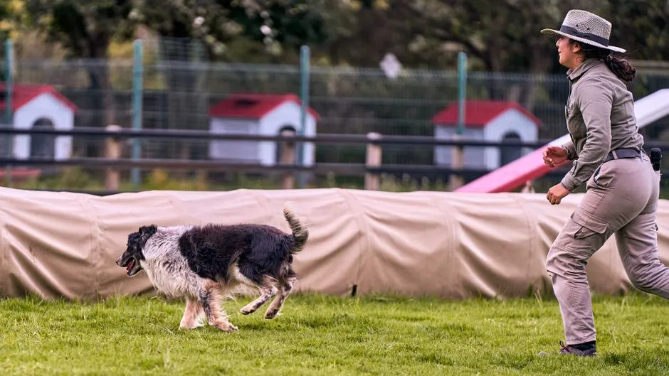Teach a Hunting Dog to Retrieve to Hand